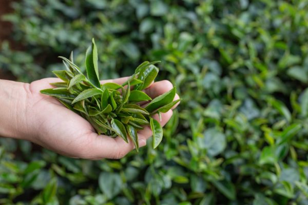 tea-picker-woman-s-asian-hands-close-up-pretty-tea-picking-girl-plantation (2) (1)